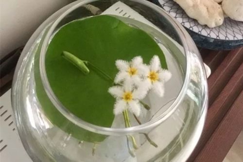 一叶莲叶子腐烂怎么办