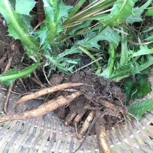 这味草药有个怪名字叫鸡脚刺根,很少有人还能吃到它了