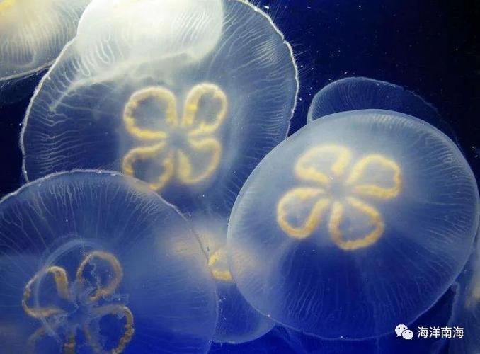 评论员: 桃花水母,又称"桃花鱼","降落伞鱼",其形状如桃花,并多在桃花
