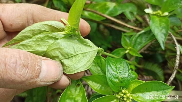 辛甘草叶子背面