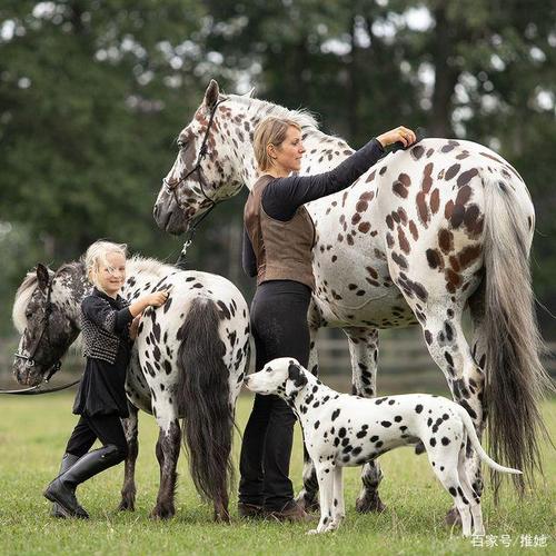 三只动物是最好的朋友,两马一犬喜欢在一起奔跑,展示它们令人惊叹又