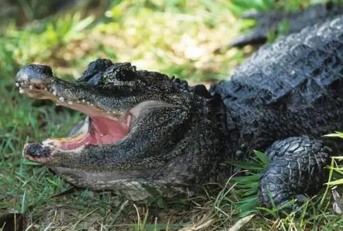 安徽出逃扬子鳄被下锅煮了