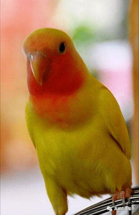 日本黄桃脸牡丹鹦鹉体长15～16厘米.嘴象牙白色.