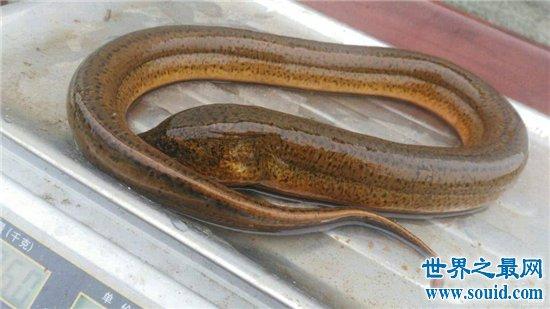 最大的黄鳝有多大?体重达36公斤像成年人的大腿