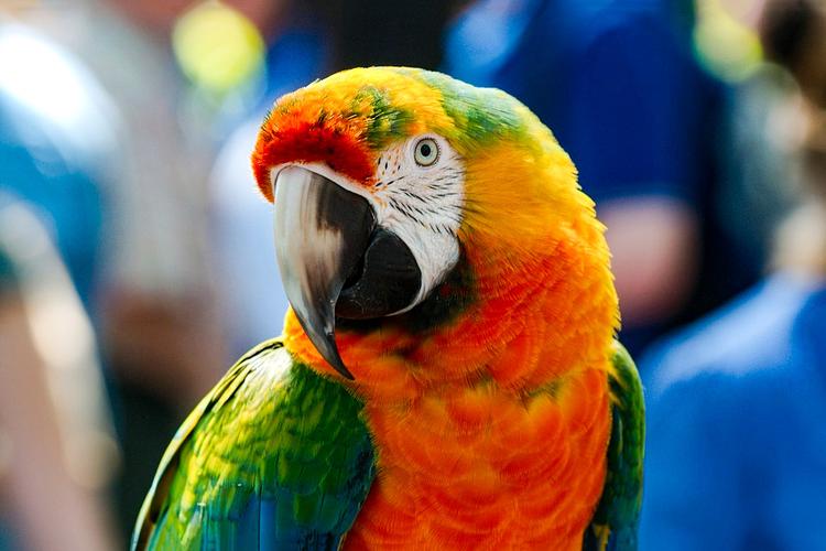 鹦鹉界的王者金刚鹦鹉图片大全色彩艳丽的羽毛太漂亮了