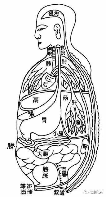 古人对左肝右肺体系的执念,到底是无知还是真理,道的大象和数的极值