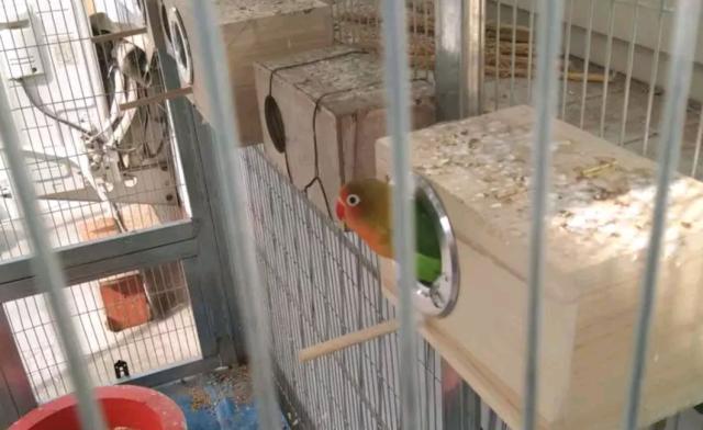 窝可以在一定程度上讲它们马上就要踩背和繁殖了,而牡丹鹦鹉却不能够