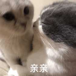 有没有给女朋友亲亲的表情包?