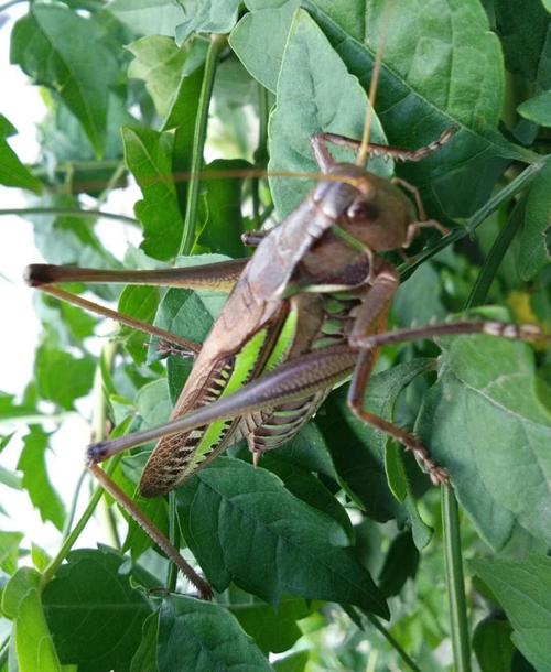 美丽的昆虫蝈蝈儿
