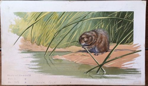 neave parker (1910-1961) - original illustration "water vole"