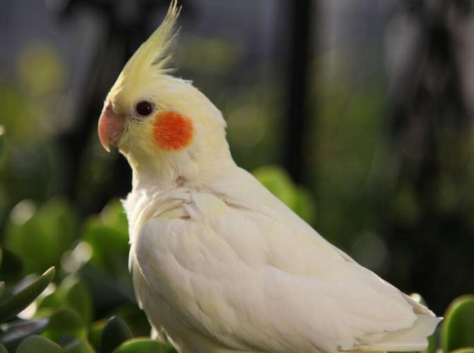 鸡尾鹦鹉又叫玄凤鹦鹉!