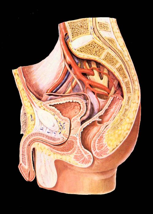 人体的直肠并不是笔直的,它有两个弯曲:骶曲和什么