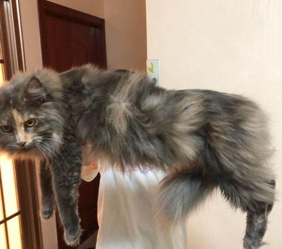 缅因猫缅因库恩猫体型最大的猫低价出