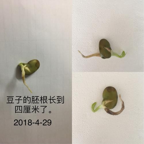 蚕豆的成长观察记录 四一班 彭冠博