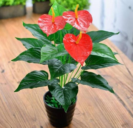 教你4个扦插方法,2周就生根,秋季开花一