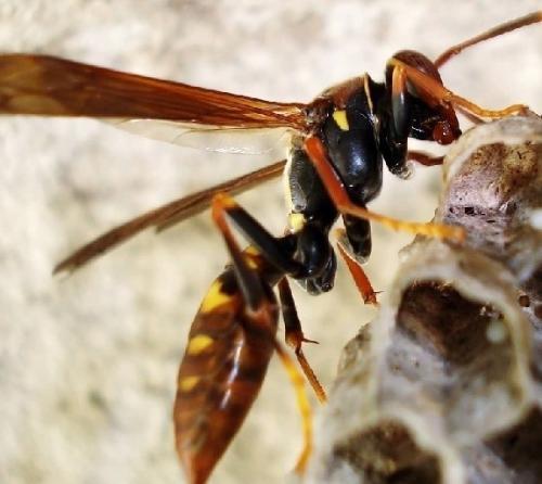 家里来了这种蜂,蜂窝都做在窗缝里,很烦人,请问是什么品种的