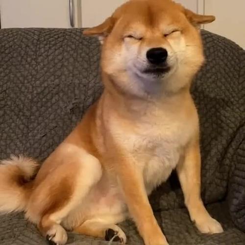 这是在憋气修炼内功吗练出了个狗头表情包