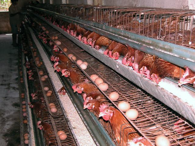 供应陵县天利养殖专业合作社--蛋鸡 供应肉食鸡,鸡苗