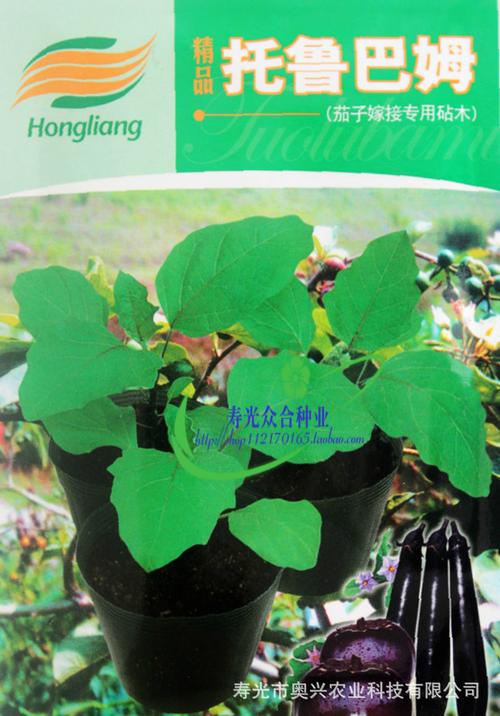 托鲁巴姆 茄子嫁接 砧木 种子 茄子砧木 5克装