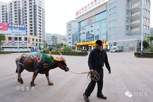 龙富通道距江城县城约60公里,到越南勐念县约50公里,到越南奠边省府