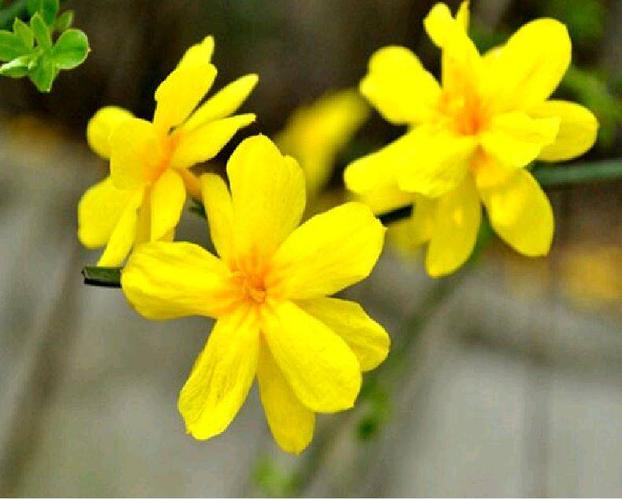 环境育人——江南幼儿园小一班第二学期第二期园本课程《迎春花》