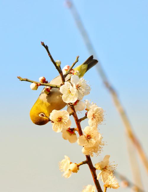 腊月梅花开 鸟儿闻香来