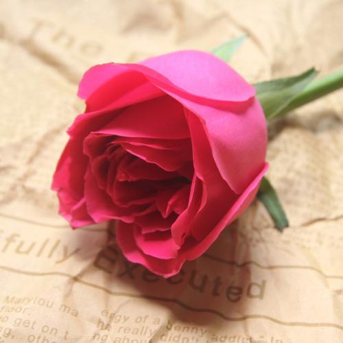 微信头像带玫瑰花图片大全唯美图片大全图片