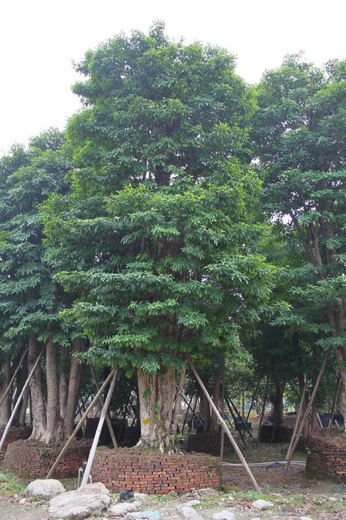 供应海南杜英 胸径:100-120cm;邓景标13702505859_镇