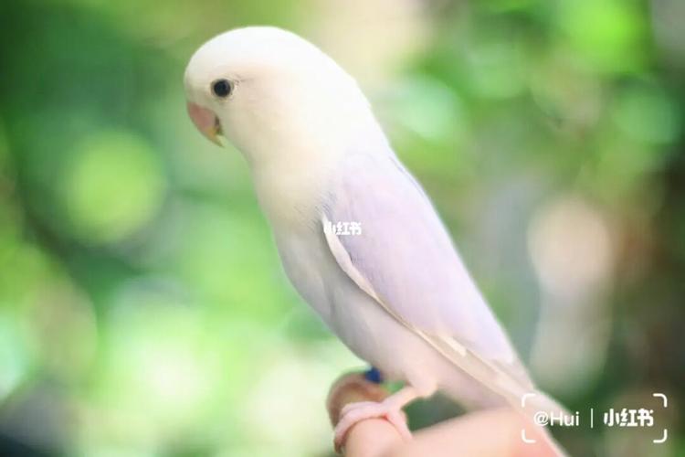 紫伊莎真的是绝绝子_昆明自由行热门攻略_鹦鹉_牡丹_手养牡丹鹦鹉