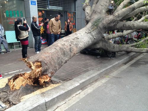 路边大树忽然倒下 (手机拍摄)