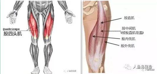 股四头肌,保护膝关节的"利器"!