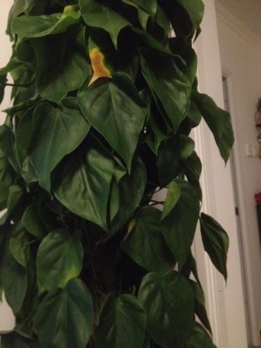 家里养的绿萝变黄掉叶子是怎么回事?主要是老叶子发黄