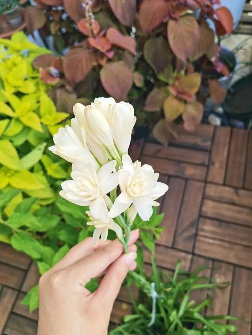 晚香玉_家装_花艺_家居_家居装饰_家居家装_家居装饰