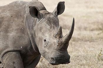 世界十大最稀有动物白鳍豚灭绝了吗