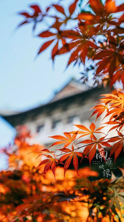 南雍映像 | 重磅!独属于南大人的定制版手机壁纸和明信片来了!