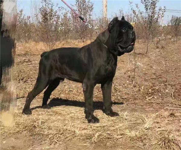 卡斯罗犬价格多少钱一只