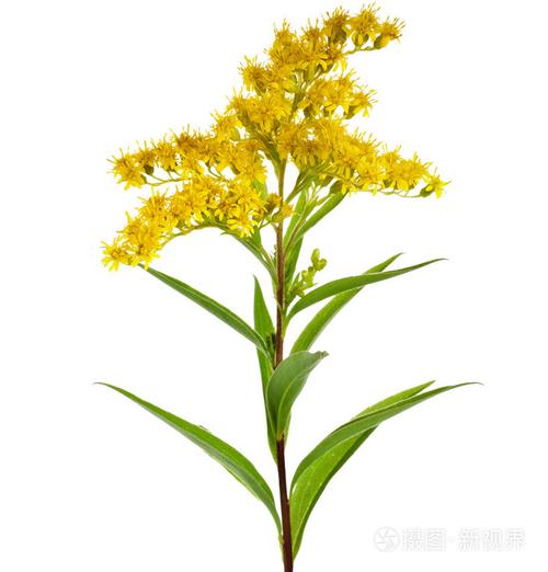 孤立在白色背景上的金色杆加拿大一枝黄花毛果花