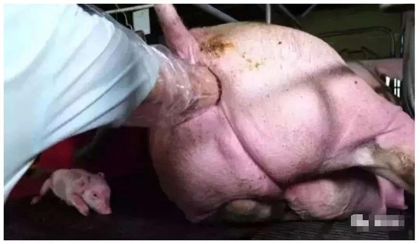 掏猪的动作一定要轻,保护好母猪的产道,以免发