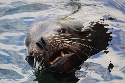 category archives: california sea lions