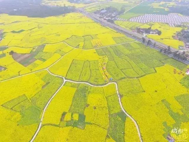 那么崇州重庆路一定是春天成都人赏油菜花必去的地方