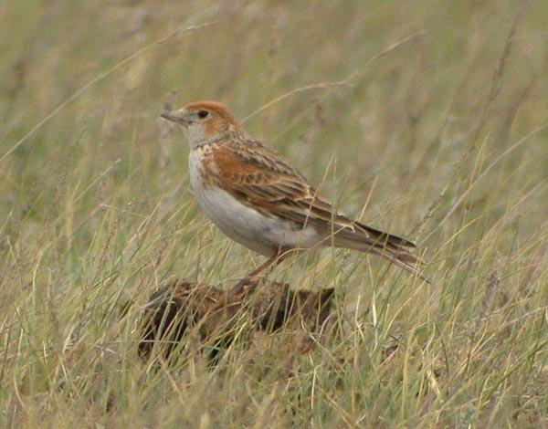 melanocorypha leucoptera