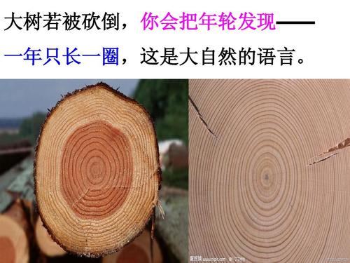 大树若被砍倒,你会把年轮发现—— 一年只长一圈,这是大自然的语言.