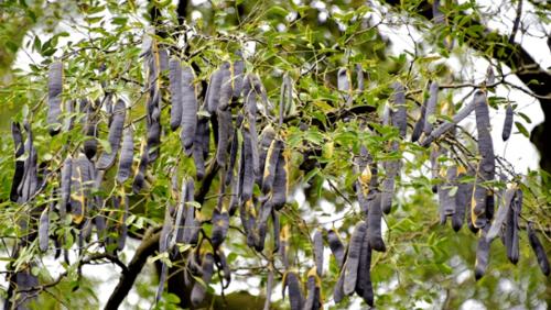 "我们老家也有很多皂角树,皂荚用来洗头,皂角米却