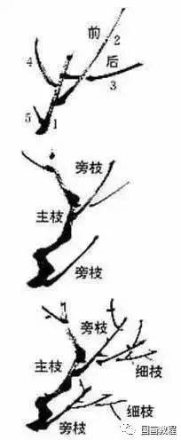 国画各种梅花的绘画技法