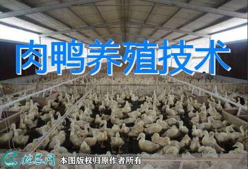 一,肉鸭大棚建设