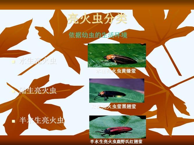 萤火虫的介绍.ppt