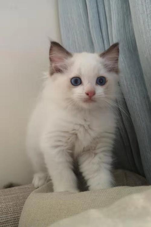 布偶,英短,美短接着出生