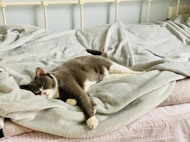 冬天了,从来不上床只爱钻床底的猫猫终于也要睡毯子了,每天都睡成一只