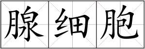 腺细胞解释_腺细胞拼音_腺细胞造句-查字典