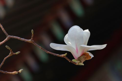 白玉兰